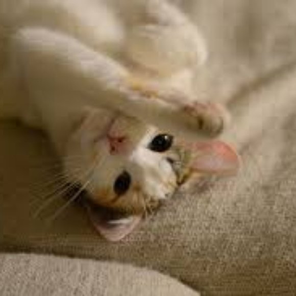 Meet your Posher, Angle - Picture 6 of 13